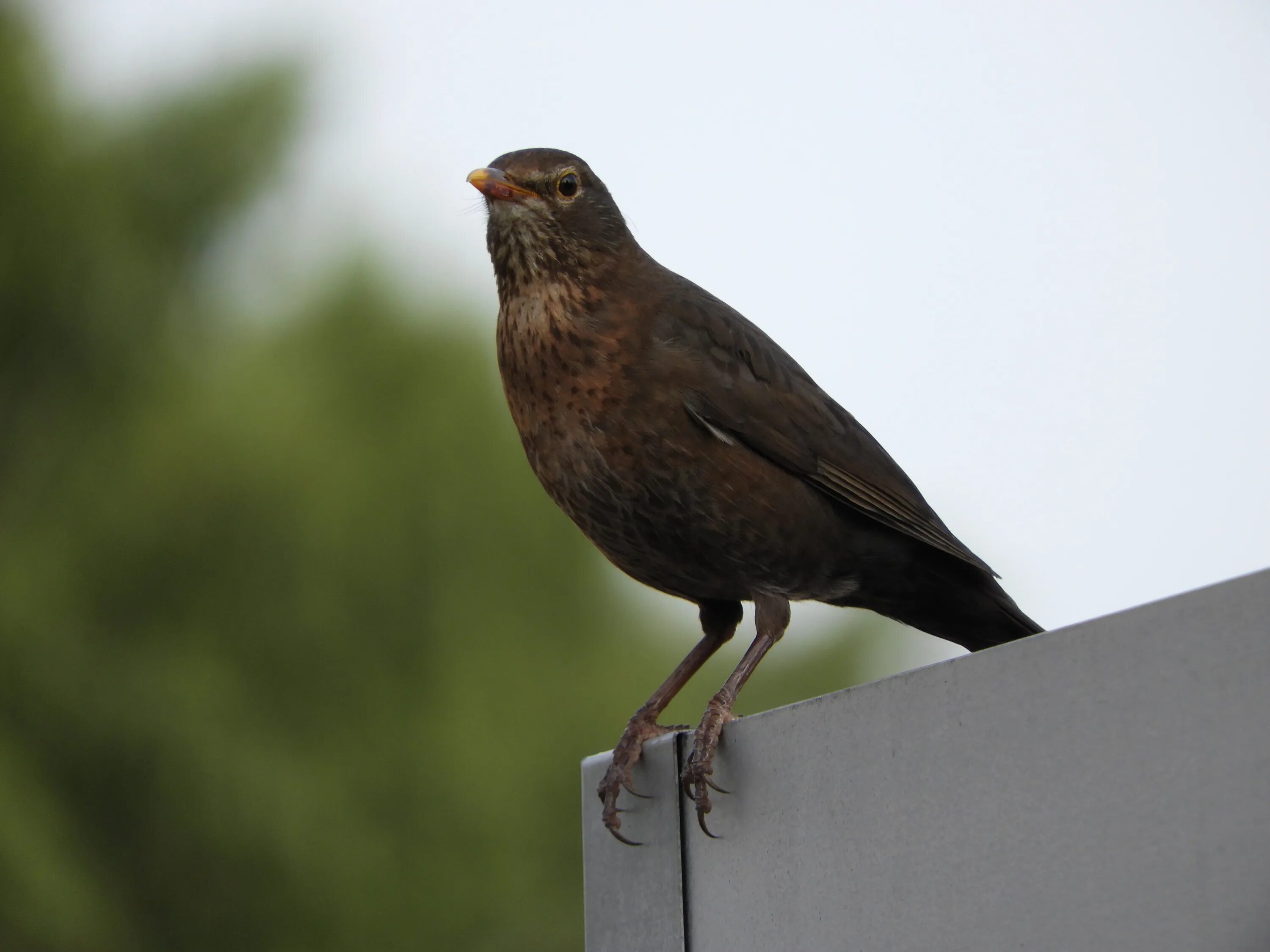 Птицы с коричневыми крыльями фото Blackbird Female Bird free image download