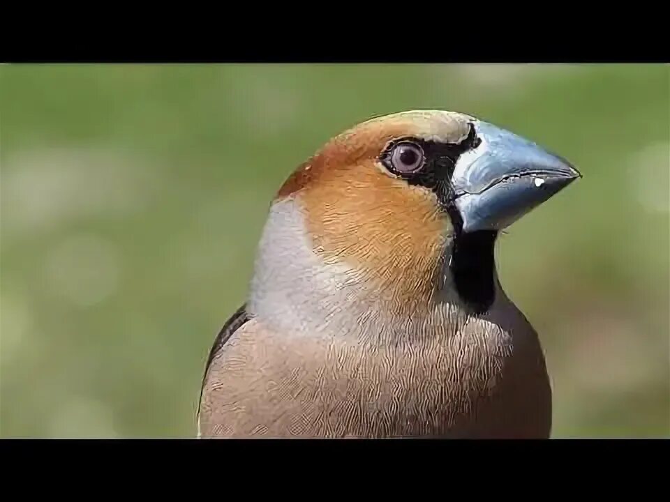 Птицы с маленьким клювом фото Dlask tlustozobý Coccothraustes coccothraustes Hawfinch - YouTube Hawfinch, Anim