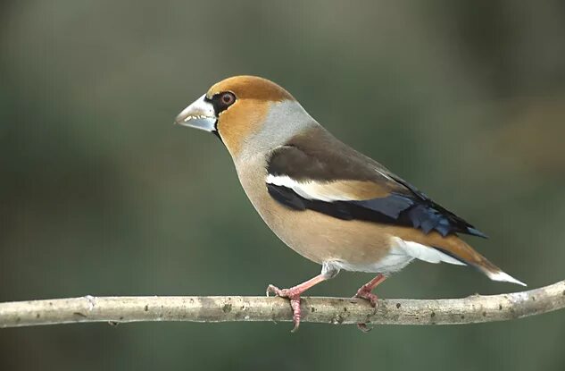 Птицы с маленьким клювом фото File:Coccothraustes coccothraustes 1 (Marek Szczepanek).jpg - Wikipedia