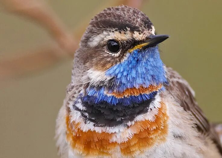 Птицы с синей грудкой фото bluethroat Pet birds, World birds, Pretty birds