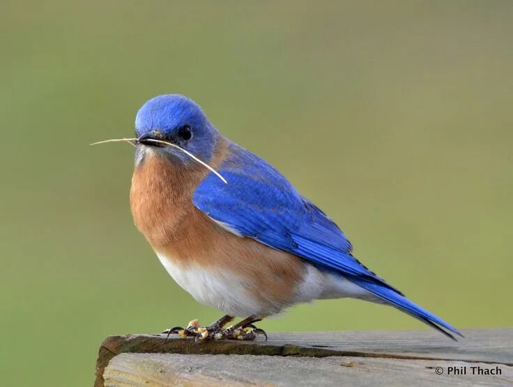 Птицы с синей грудкой фото Our Eastern Bluebirds Blue bird, Pet birds, Eastern bluebird