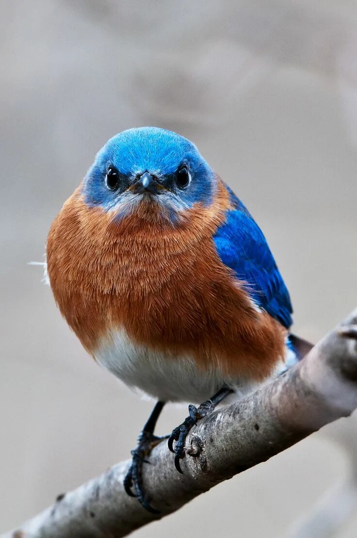 Птицы с синей грудкой фото Bluebird...what now, camera???? Pretty birds, Blue bird, Wildlife photos