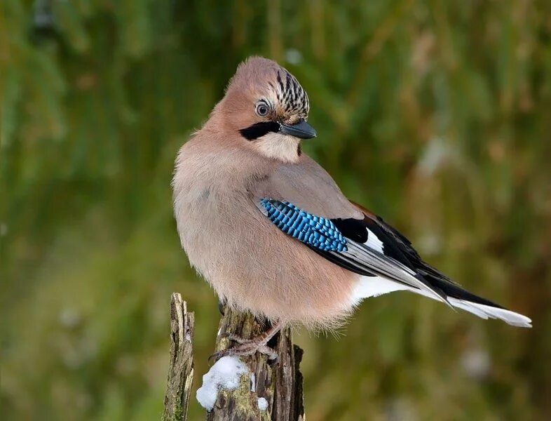 Птицы с синими крыльями фото Pin on Birds