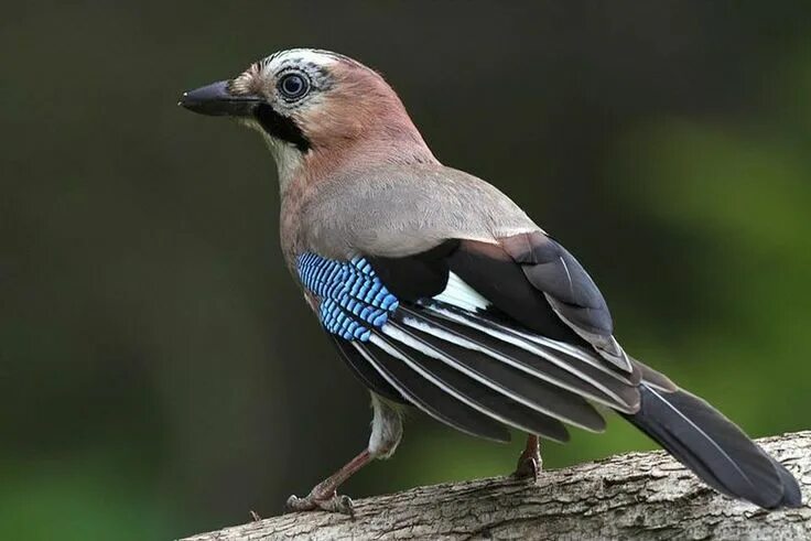 Птицы с синими крыльями фото Eurasian Jay (Garrulus glandarius) Vogels