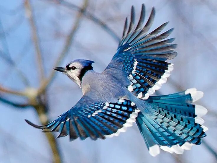 Птицы с синими крыльями фото Blue Jay in Flight by Aaron Smith - Animals Birds ( bird, flying, flight, blue, 