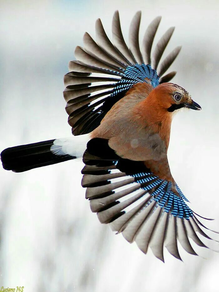 Птицы с синими крыльями фото Eurasian Jay Beautiful birds, Colorful birds, Pet birds