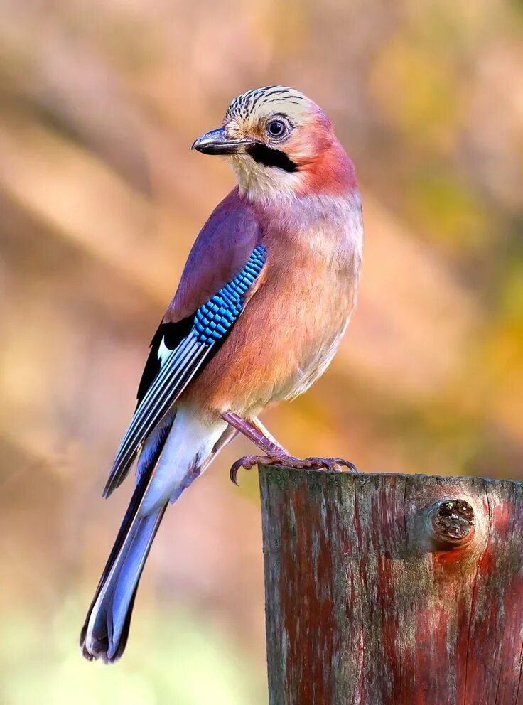 Птицы с синими крыльями фото Jay. Credit Pierre Dalous Jay bird, Pet birds, Beautiful birds