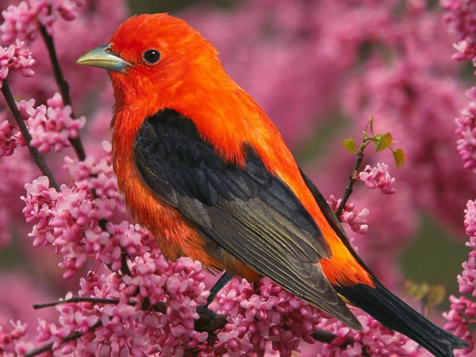 Meet Painted Bunting, The Most Colorful Bird Native To The United States - YouTu