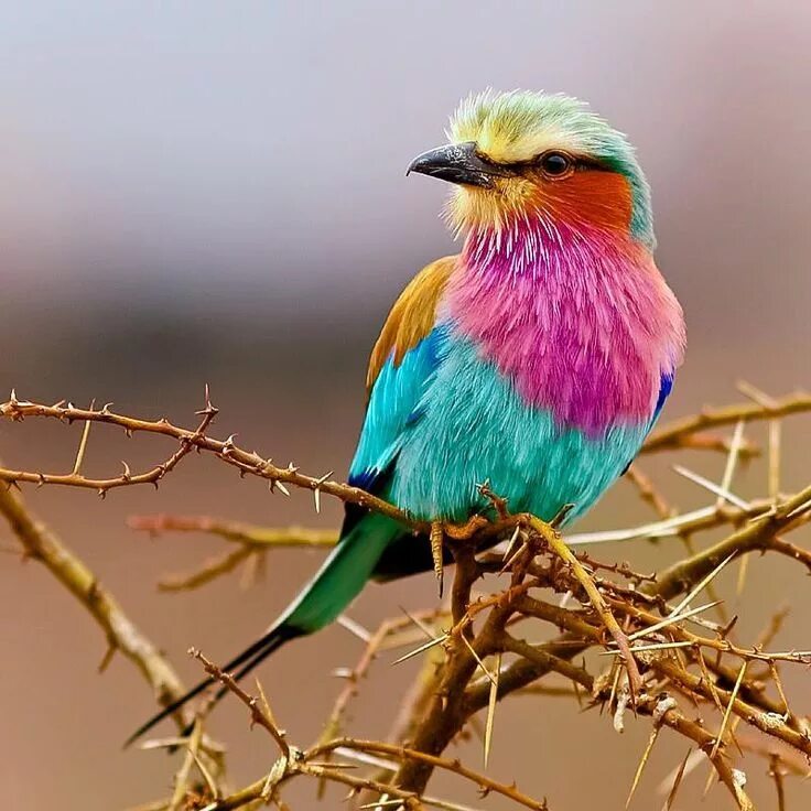 Птицы с ярким оперением фото Pin on Ink Lilac breasted roller, Pet birds, Exotic birds