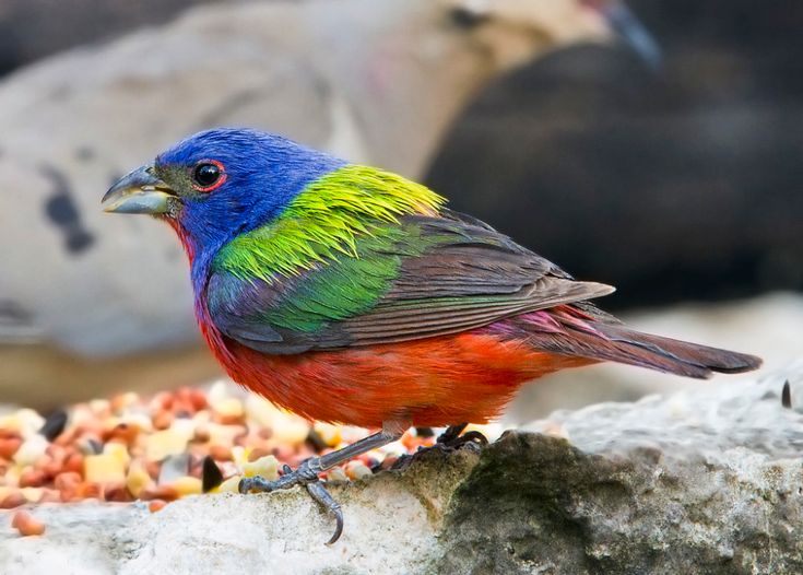 Птицы с ярким оперением фото Painted Bunting ( Passerina ciris ) Painted bunting, Beautiful birds, Most beaut