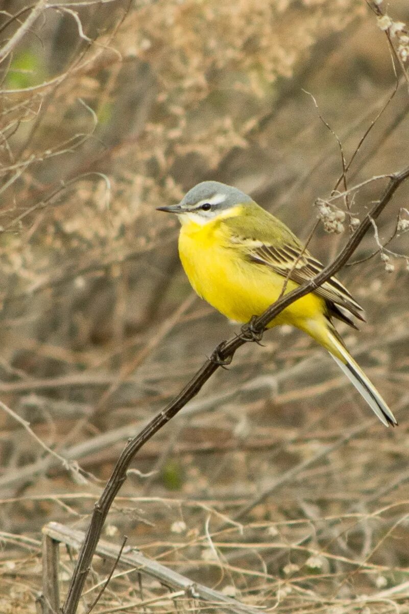 Птицы с желтым брюшком фото Yellow Wagtail (Motacilla flava). Birds of Siberia.