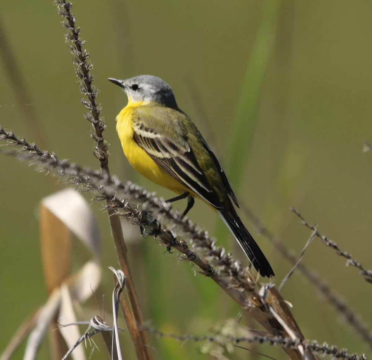 Птицы с желтым брюшком фото Yellow Wagtail (Motacilla flava). Birds of Siberia.