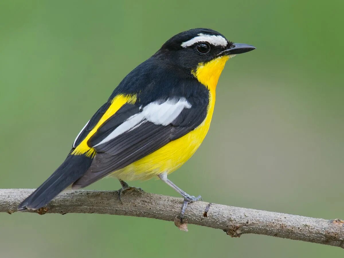 Птицы с желтым брюшком фото Yellow-rumped Flycatcher Flycatcher, Bird species, Beautiful birds