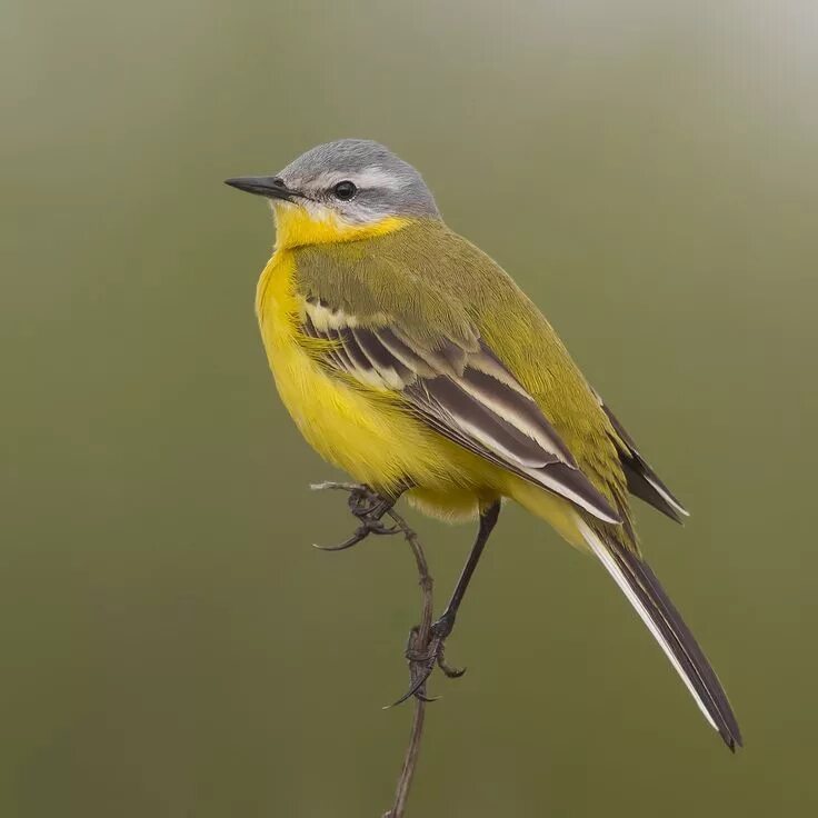 Птицы с желтым брюшком фото emuwren Yellow wagtail, Pet birds, Beautiful birds