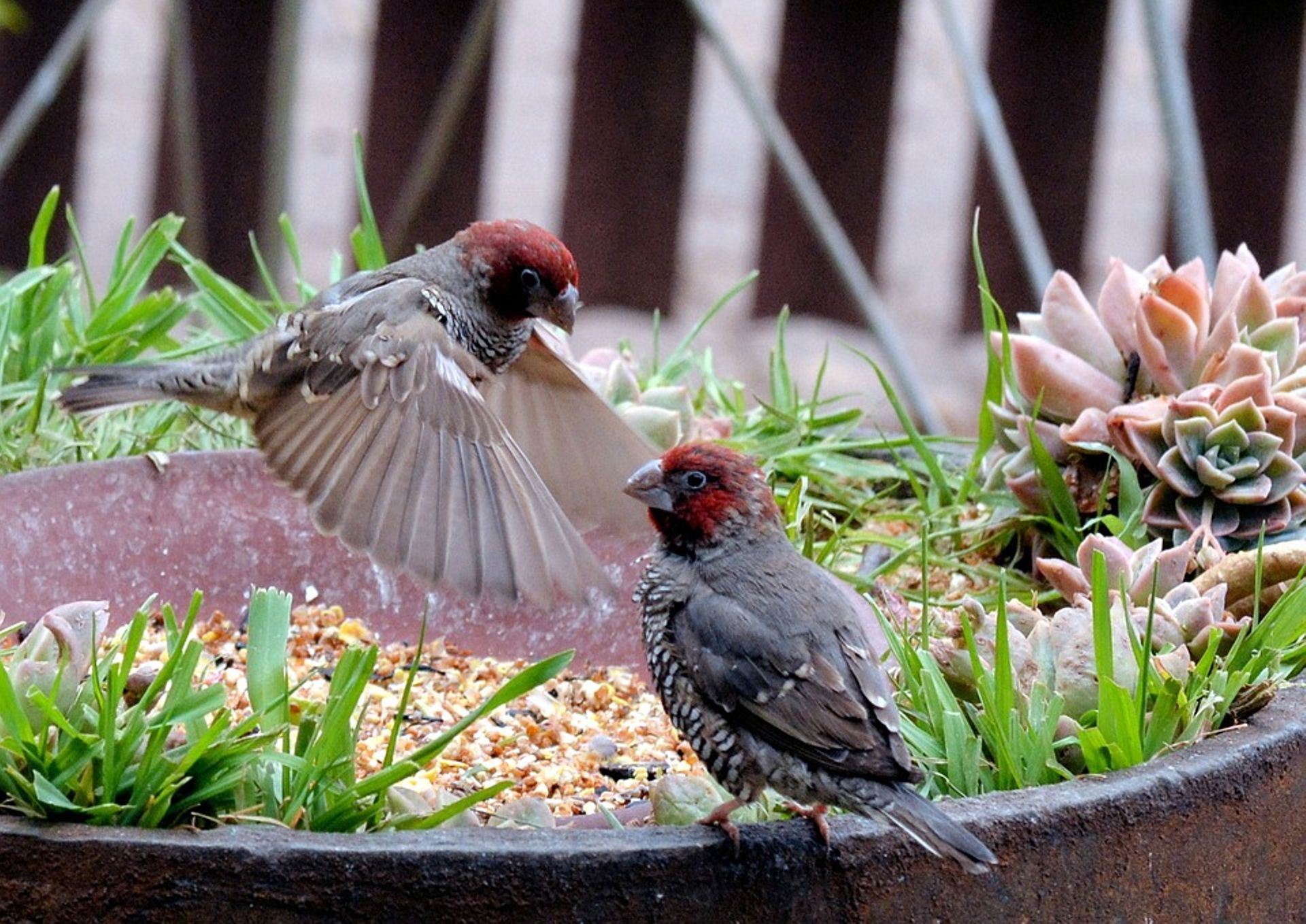 Птицы садов фото Comment bien nourrir les oiseaux en hiver