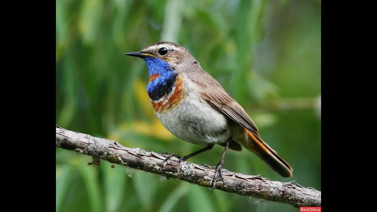 Птицы самарской луки фото с названиями Варакушка/Bluethroat - YouTube