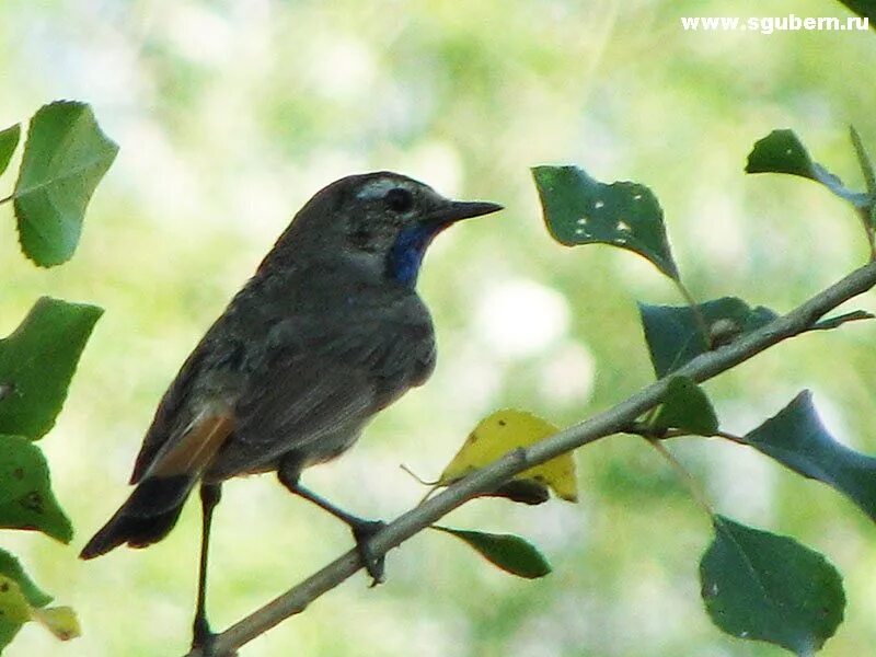 Варакушка/Bluethroat - YouTube