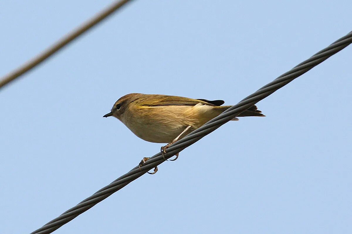 Птицы самарской области фото и названия Common Chiffchaff (Phylloscopus collybita). Birds of Siberia.