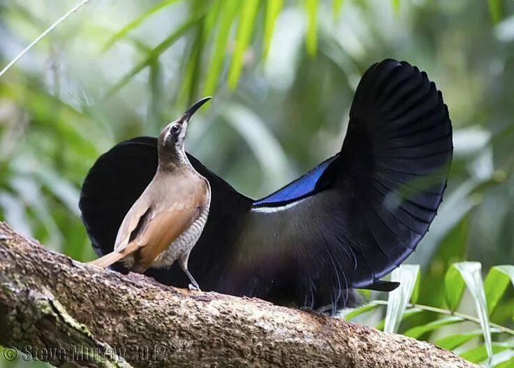 Птицы самки фото Pin on Aves. BIRDS OF PARADISE. (Paradisaeidae