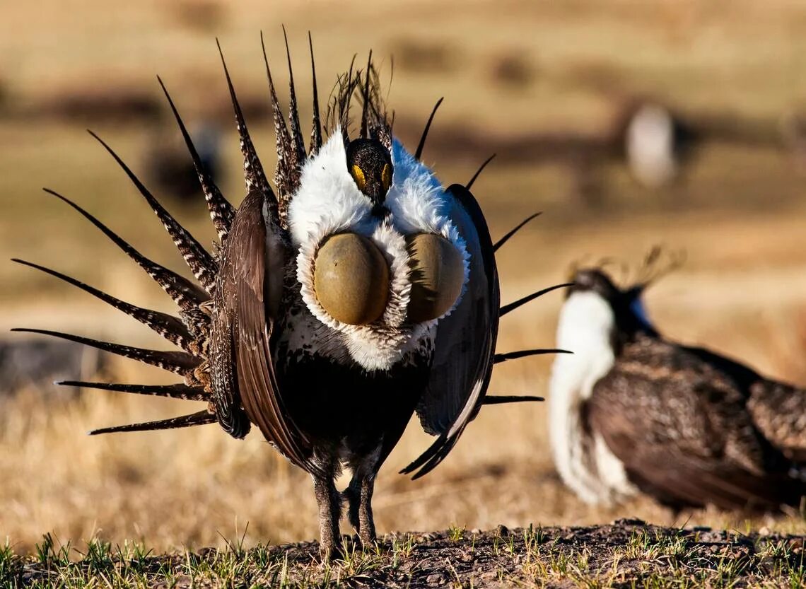 Птицы самки фото Ranchers in Idaho can be key in protecting sage grouse habitat, keeping out chea