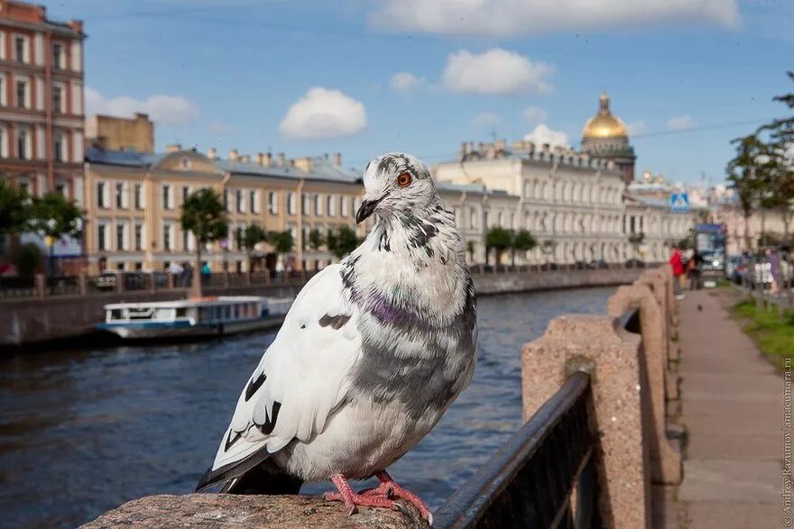 Птицы санкт петербурга фото Сытые голуби угрожают здоровью петербуржцев Blog Fiesta