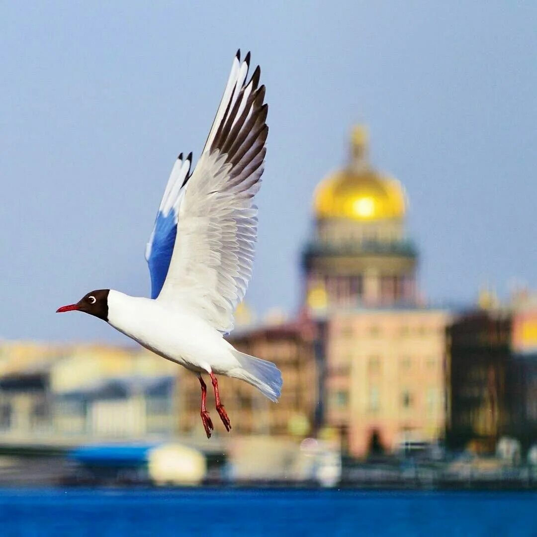 Птицы санкт петербурга фото Pin de Waltraud Bauch em ST.Petersburg