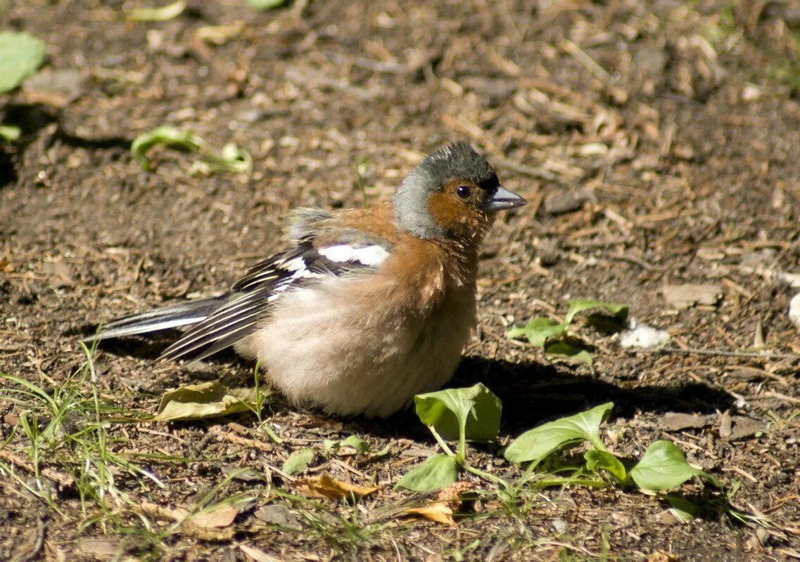 Птицы санкт петербурга и ленинградской области фото Birds of St. Petersburg - Gorodprizrak