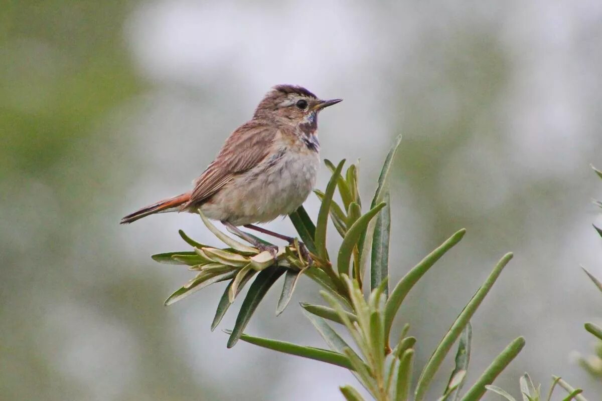 Птицы саратова фото с названиями Bluethroat (Luscinia svecica). Birds of Siberia.