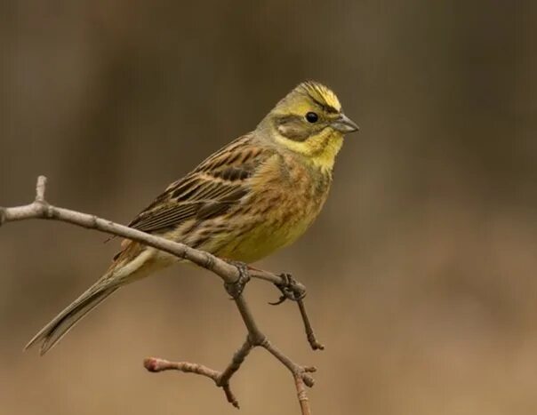 Птицы саратовской области фото Овсянка обыкновенная (Emberiza citrinella)Фото Павел Блашкин. Фотография из альб