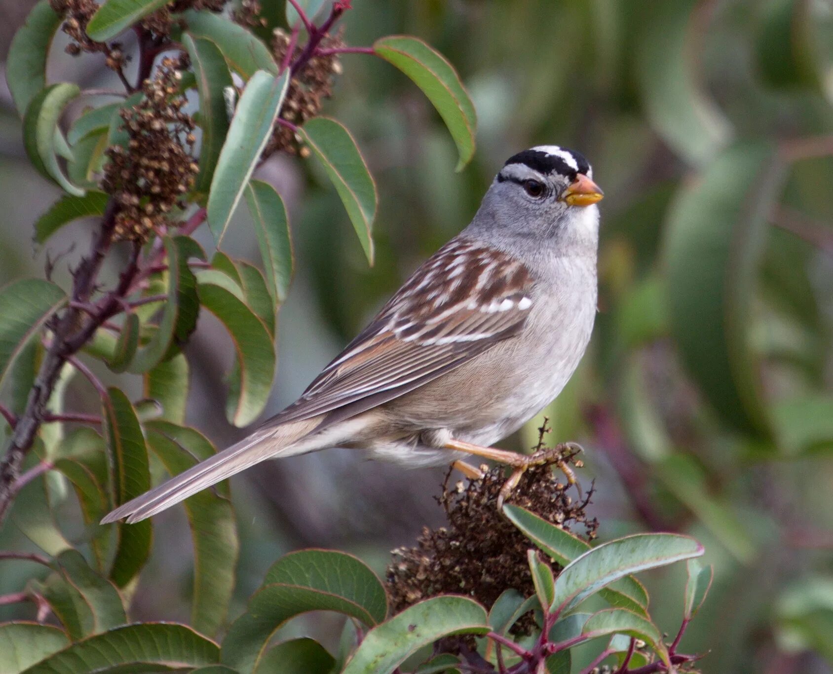 Птицы семейства воробьиных фото White-crowned Sparrow San Diego Bird Spot