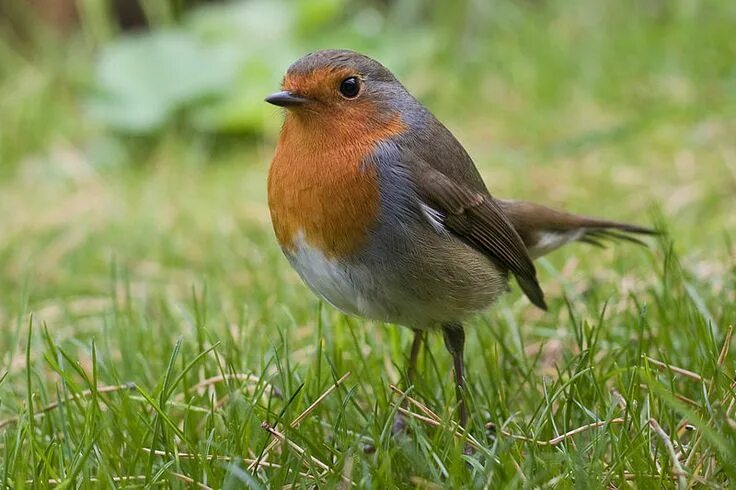 Птицы семейства воробьиных фото Bird, European robin, Animals