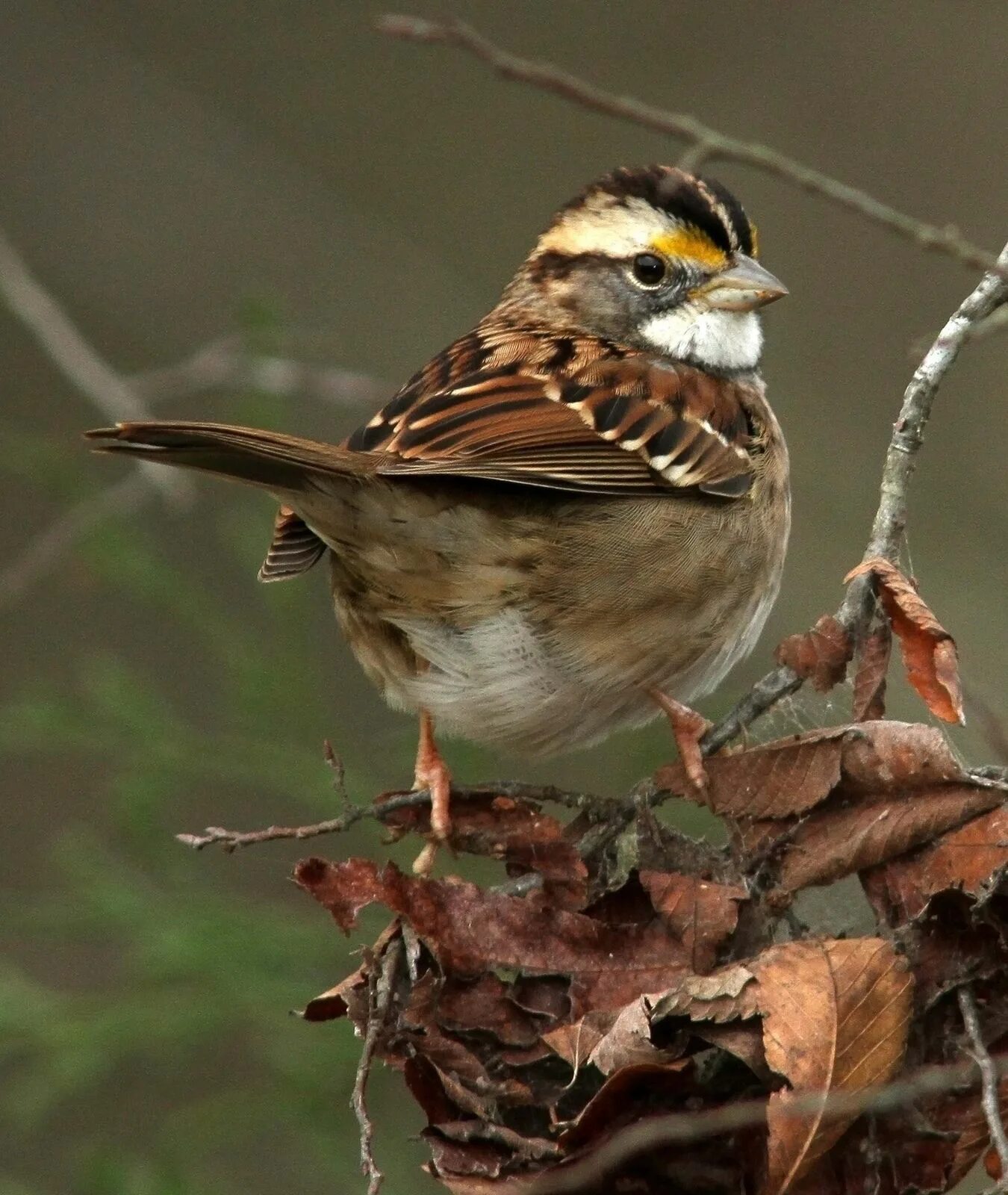 Птицы семейства воробьиных фото White-throated Sparrow Pretty birds, Birds, Beautiful birds