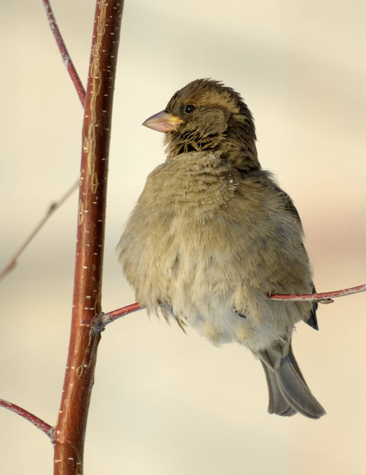 Птицы семейства воробьиных фото House Sparrow (Passer domesticus). Birds of Siberia.