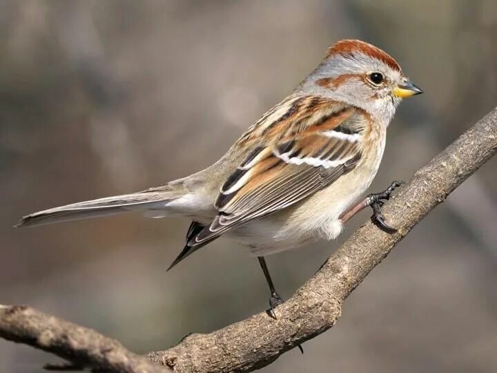 Птицы семейства воробьиных фото AMERICAN TREE SPARROW Birds, Ornithology, Sparrow