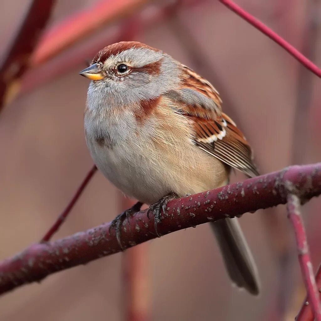 Птицы семейства воробьиных фото American tree sparrow - Wikipedia