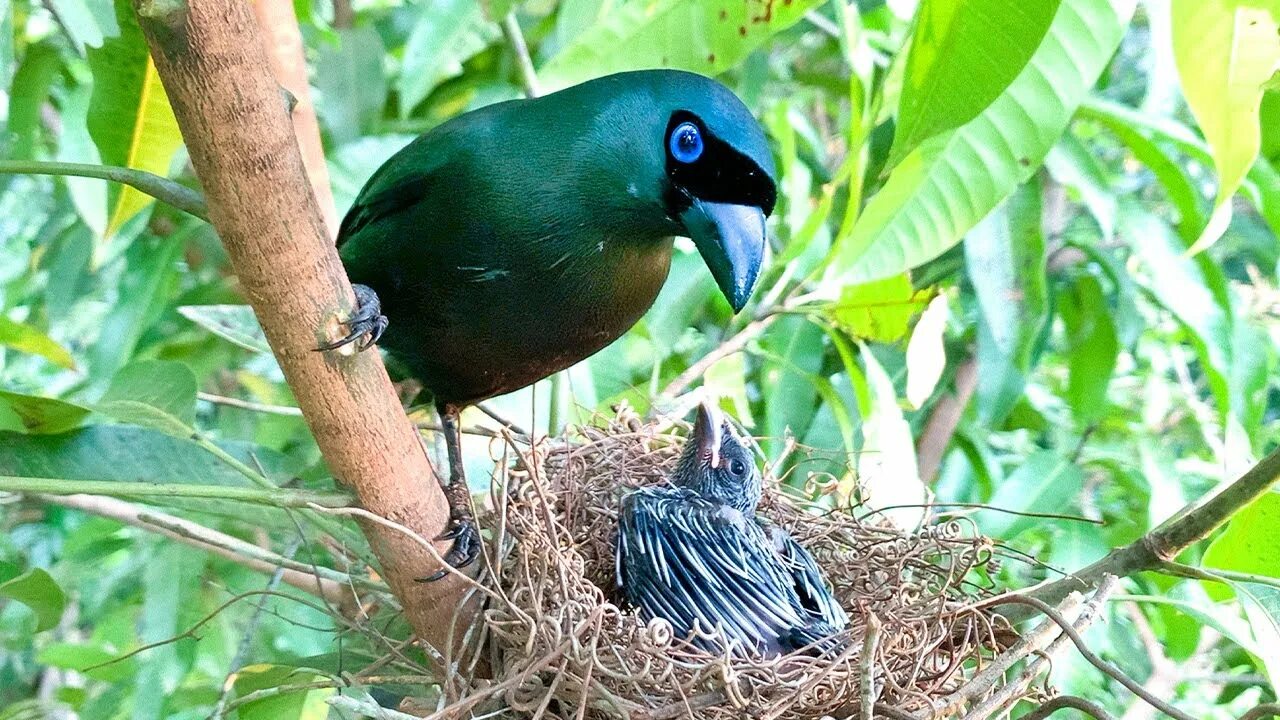 Птицы семейства врановых фото Asian Treepie Regurgitating Food to Last Chick (9) - Mother Bird Cleans Poop in 