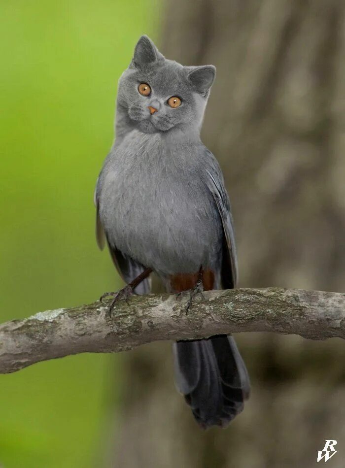 Птицы серого цвета фото Gray catbird Catbird, Backyard birds, Bird