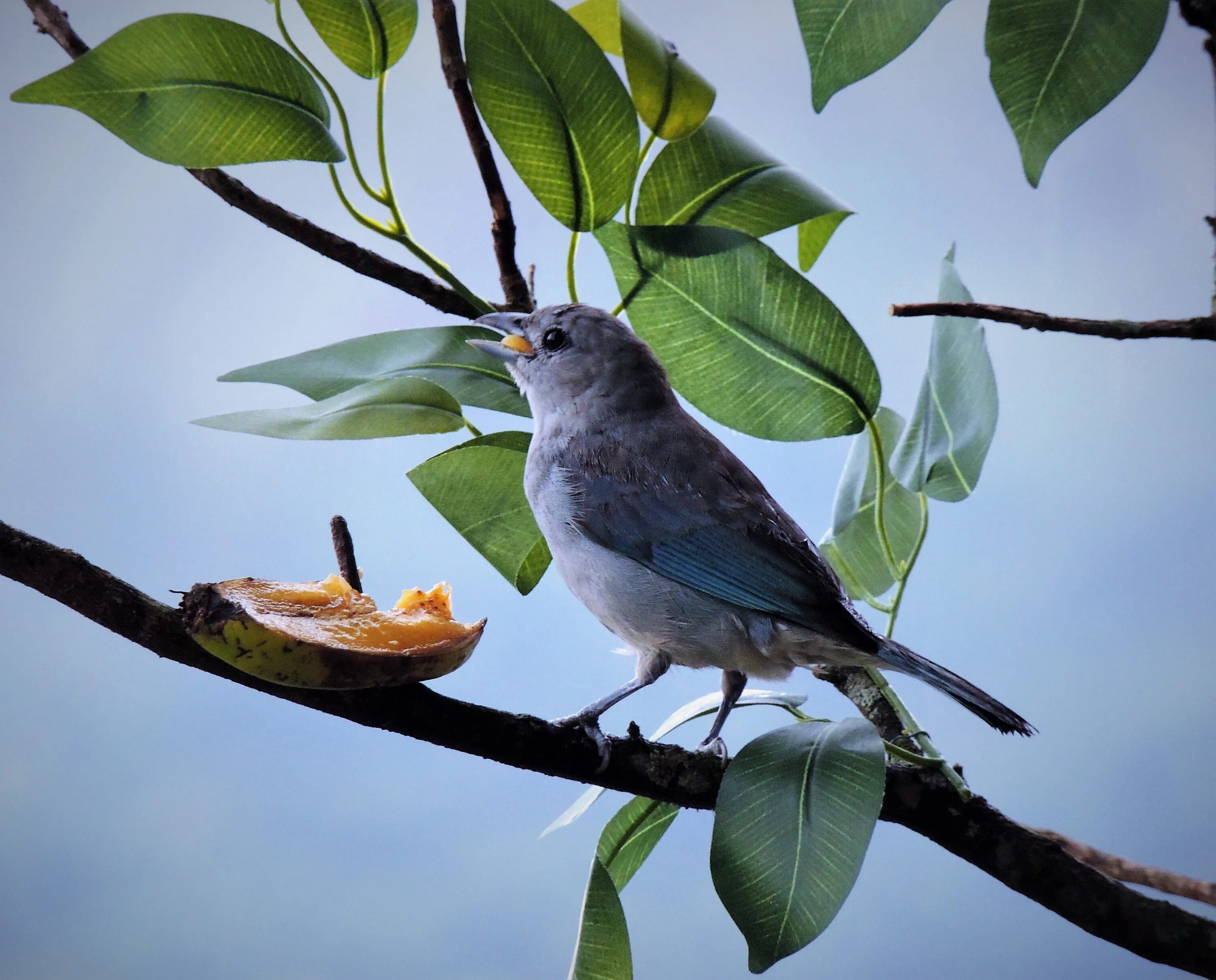 Птицы серого цвета фото Tanager Gray Bird free image download