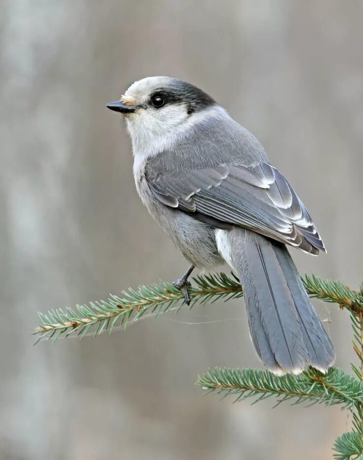 Best Ways to Keep Birds Away From a Patio, Porch or Deck Backyard birds, Bird re