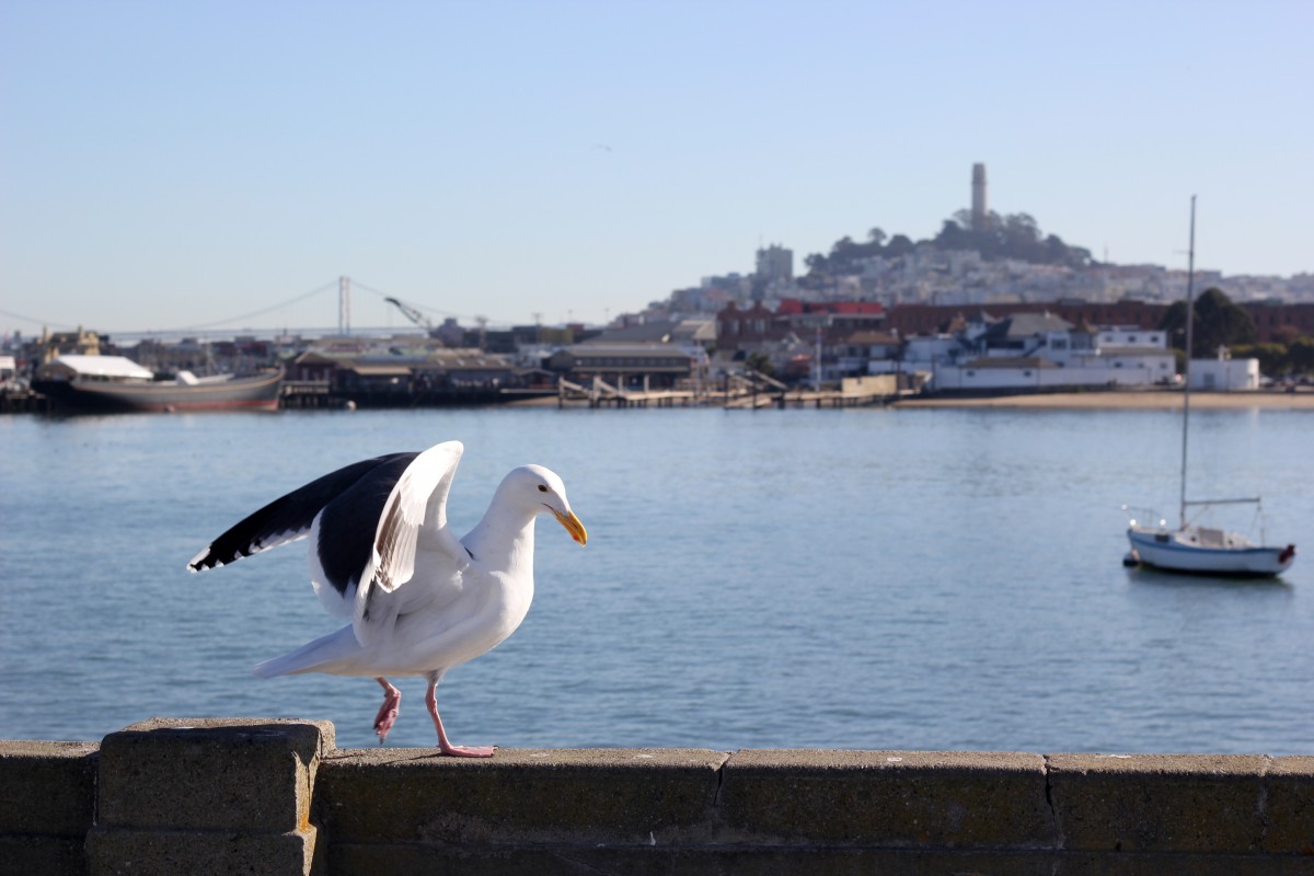 Птицы севастополя фото Free Images : sea, water, bird, seabird, gull 5184x3456 - - 102274 - Free stock 