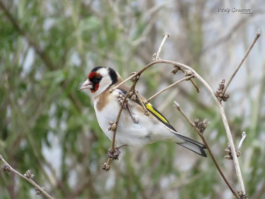 Птицы севастополя фото European goldfinch (Carduelis carduelis). Sevastopol, Crim. Flickr