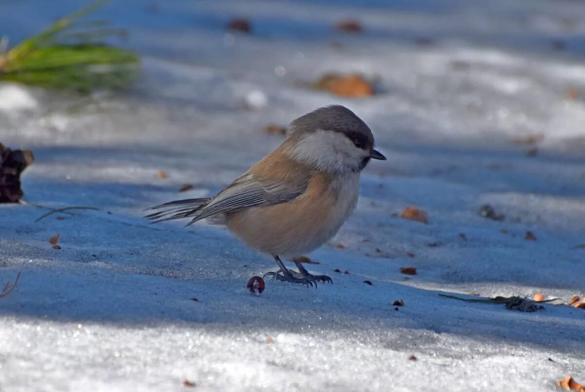 Птицы севера фото с названиями Siberian Tit (Parus cinctus). Birds of Siberia.