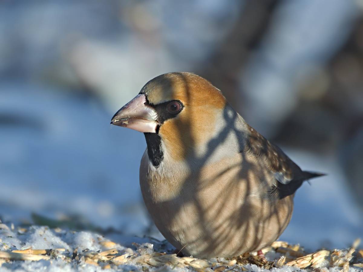 Птицы севера фото с названиями Hawfinch (Coccothraustes coccothraustes). Birds of Siberia.