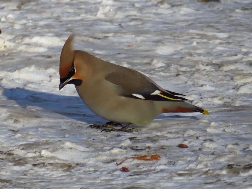 Птицы севера фото с названиями Bohemian Waxwing (Bombycilla garrulus). Birds of Siberia.