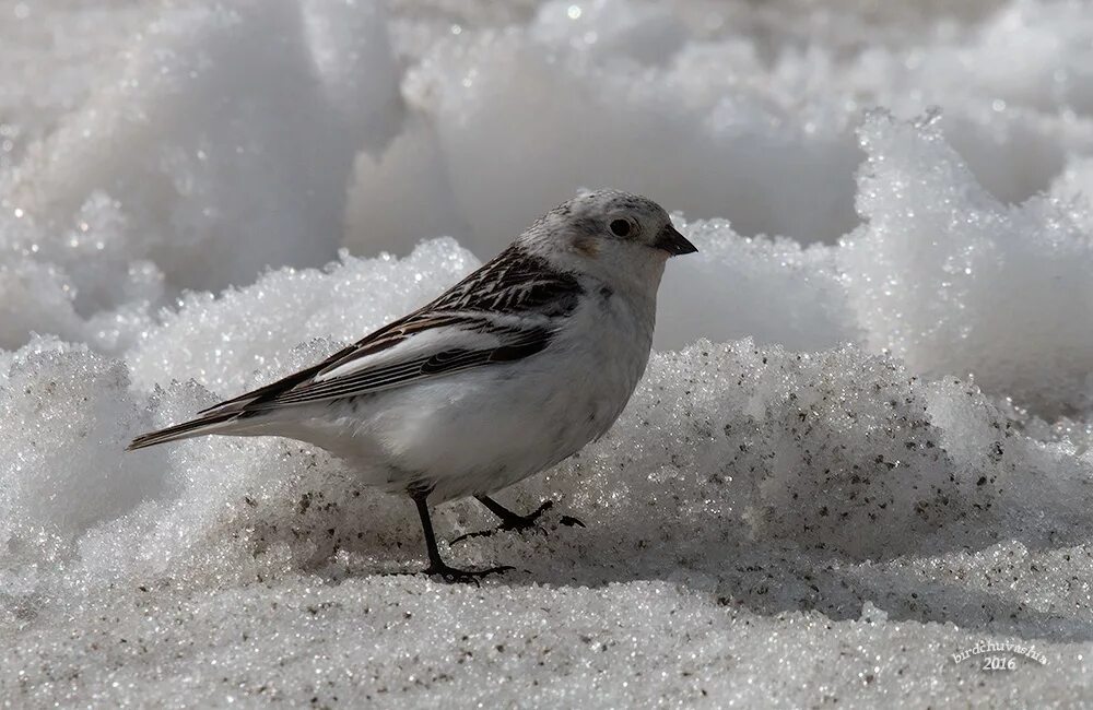 Птицы севера фото с названиями Snow Bunting (Plectrophenax nivalis). Birds of Siberia.