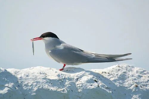 Птицы северного полюса фото Arctic tern, Rødnebbterne, Sterna paradisaea