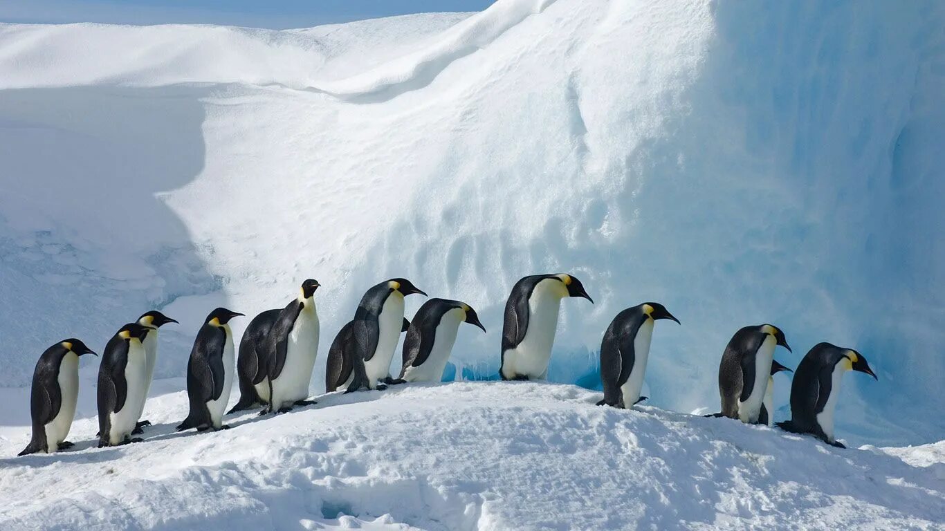 Птицы северного полюса фото Emperor penguins on Snow Hill Island, Antarctica (© David Tipling Photo Library/