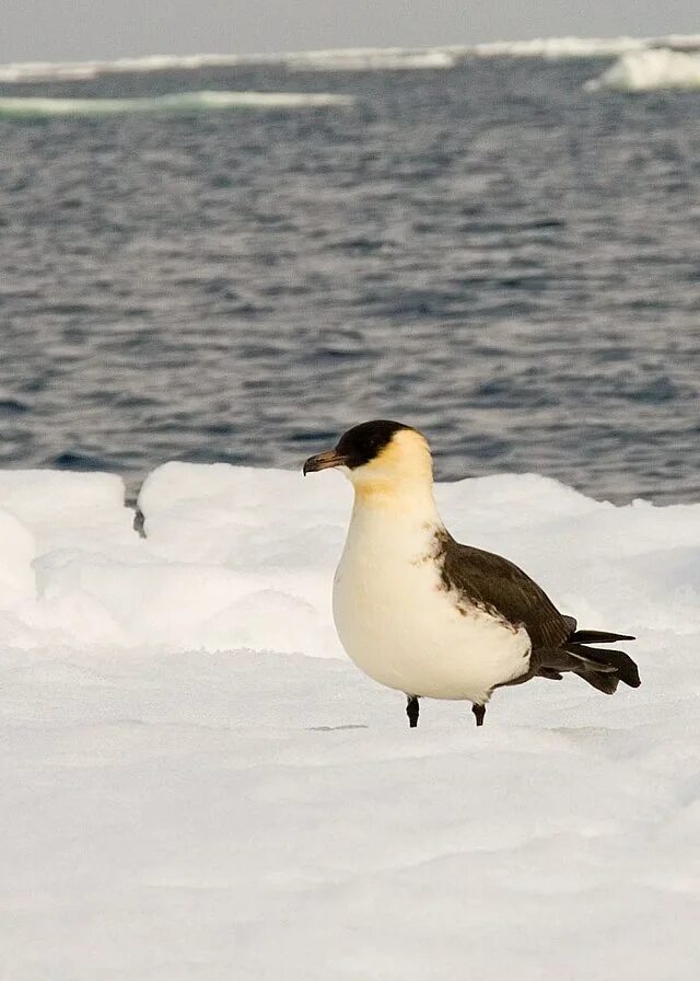 Птицы северного полюса фото Файл:Stercorarius pomarinus snow.jpg - Википедия