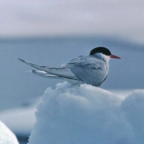 Птицы северного полюса фото arctic tern picture 1 500x500 Arctic Tern Pictures Places to Visit Arctic animal