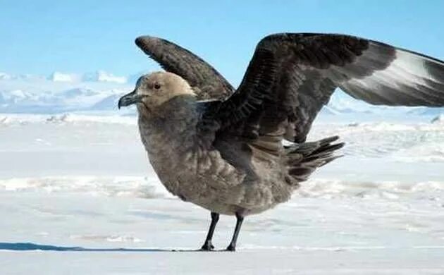 Птицы северного полюса фото Antarctic bird Skua can recognise individual humans